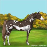 Horse Color:White Spotted Liver Chestnut Frame 