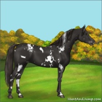 Horse Color:White Spotted Liver Chestnut Varnish 