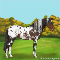 Horse Color:White Spotted Liver Chestnut Blanket