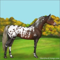 Horse Color:White Spotted Liver Chestnut Blanket 