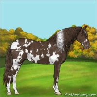 Horse Color:White Spotted Liver Chestnut Varnish 