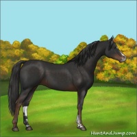 Horse Color:Liver Chestnut Sabino