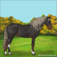 Horse Color:Liver Chestnut 