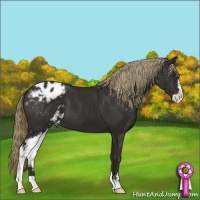 Horse Color:Liver Chestnut Sabino Appaloosa 