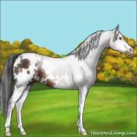Horse Color:White Spotted Liver Chestnut Sabino 