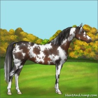Horse Color:White Spotted Liver Chestnut 