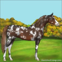 Horse Color:White Spotted Liver Chestnut Sabino 