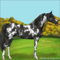 Horse Color:White Spotted Liver Chestnut
