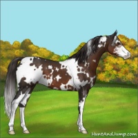 Horse Color:White Spotted Liver Chestnut Sabino