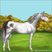 Horse Color:White Spotted Liver Chestnut Sabino Appaloosa
