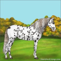 Horse Color:Liver Chestnut Appaloosa
