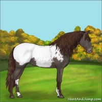 Horse Color:Liver Chestnut Appaloosa Rabicano 