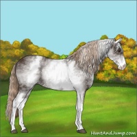 Horse Color:White Spotted Liver Chestnut Rabicano 