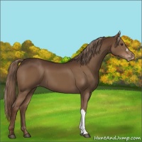 Horse Color:Liver Chestnut Varnish 