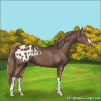 Horse Color:Liver Chestnut Appaloosa 