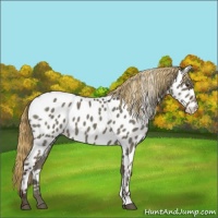 Horse Color:Liver Red Dun Appaloosa 