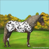 Horse Color:Liver Chestnut Appaloosa