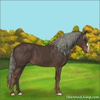 Horse Color:Liver Chestnut 