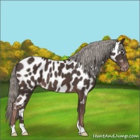 Horse Color:Liver Chestnut Mushroom Near Leopard