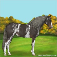 Horse Color:White Spotted Liver Chestnut 