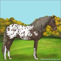 Horse Color:Liver Chestnut Appaloosa 