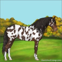 Horse Color:Liver Chestnut Near Leopard 