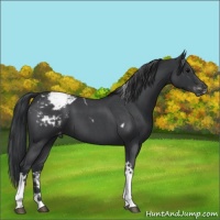 Horse Color:Blue Roan Tobiano Snowcap 