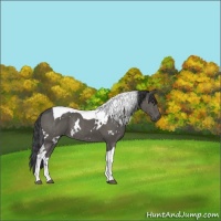 Horse Color:White Spotted Black Tobiano Rabicano 