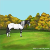 Horse Color:White Spotted Black Splash Near Fewspot 