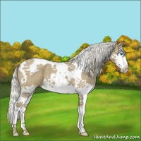 Horse Color:Silver Smoky Blue Roan Splash Tobiano 