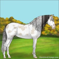 Horse Color:White Spotted Classic Champagne Dun Splash 