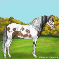 Horse Color:Brown Splash Tobiano 