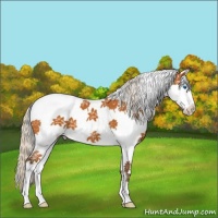Horse Color:Silver Bay Splash Tobiano