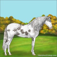 Horse Color:White Spotted Silver Black Splash 