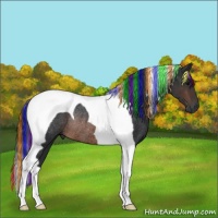 Horse Color:Painted Brown Tobiano Rabicano