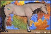 Horse Color:Amber Champagne