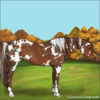 Horse Color:White Spotted Liver Chestnut 