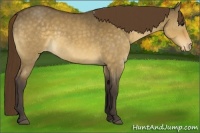 Horse Color:Buckskin Dun Sabino Appaloosa Rabicano