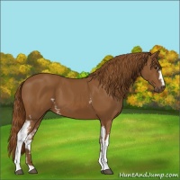 Horse Color:White Spotted Chestnut 