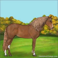 Horse Color:Chestnut Sabino
