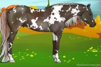 Horse Color:White Spotted Liver Chestnut 