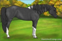 Horse Color:Blue Roan Tobiano 