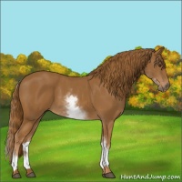 Horse Color:White Spotted Chestnut 