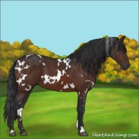 Horse Color:White Spotted Bay 