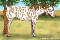 Horse Color:Red Roan Near Leopard 