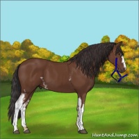 Horse Color:White Spotted Bay 