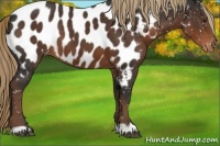 Horse Color:Liver Chestnut Appaloosa 