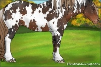 Horse Color:White Spotted Liver Chestnut Appaloosa 