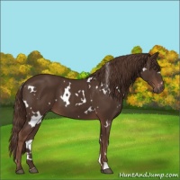 Horse Color:White Spotted Liver Chestnut