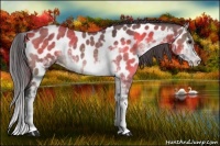Horse Color:Bay Dun Sabino Near Leopard 